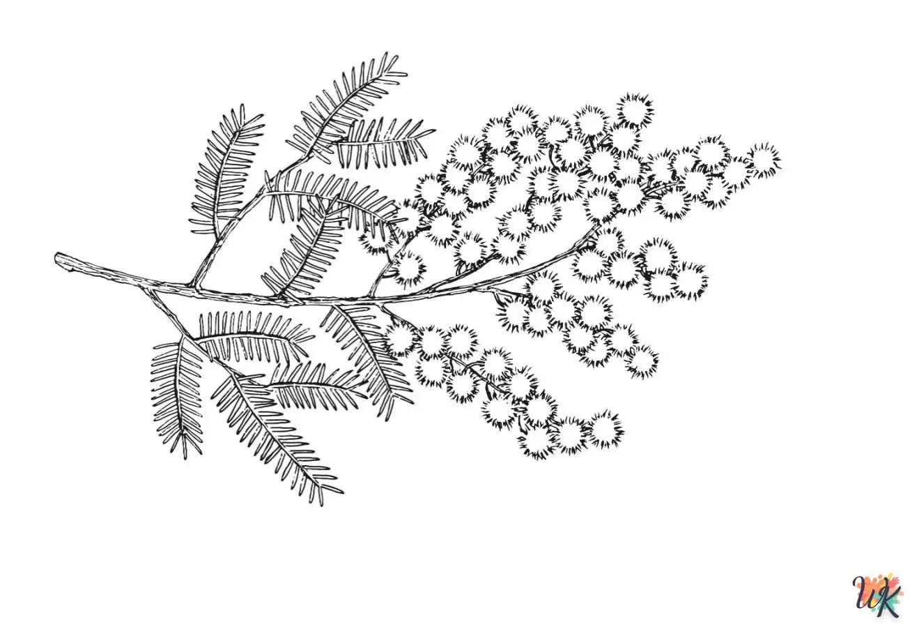 Mimosa 8 Disegni da Colorare Mimosa 6